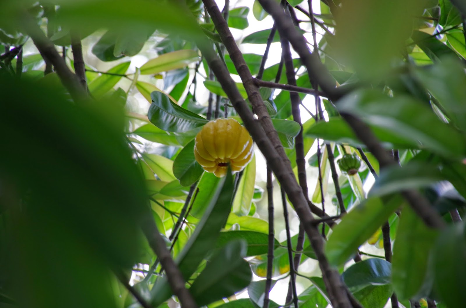Trees and Plants: Pokok Asam Gelugor
