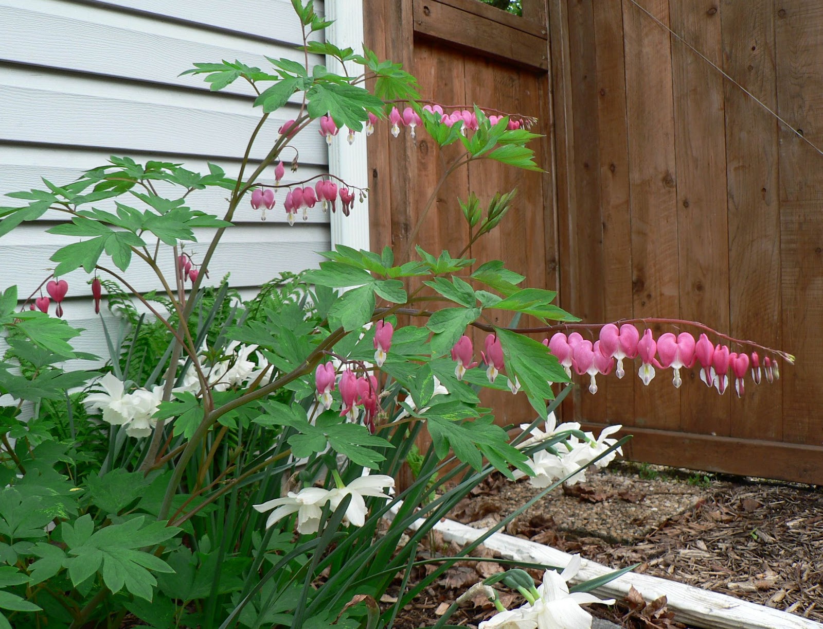размножение дицентры черенками. дицентра на клумбе. дицентра посадка. можно ли посадить сердце. дицентра великолепная в цветнике.