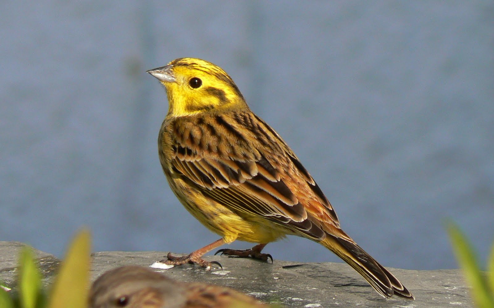 A Kilchoan Diary Yellowhammer