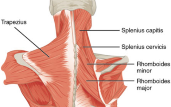 Anatomi Otot Splenius Kapitis Servisis Pada Punggung/Leher Manusia