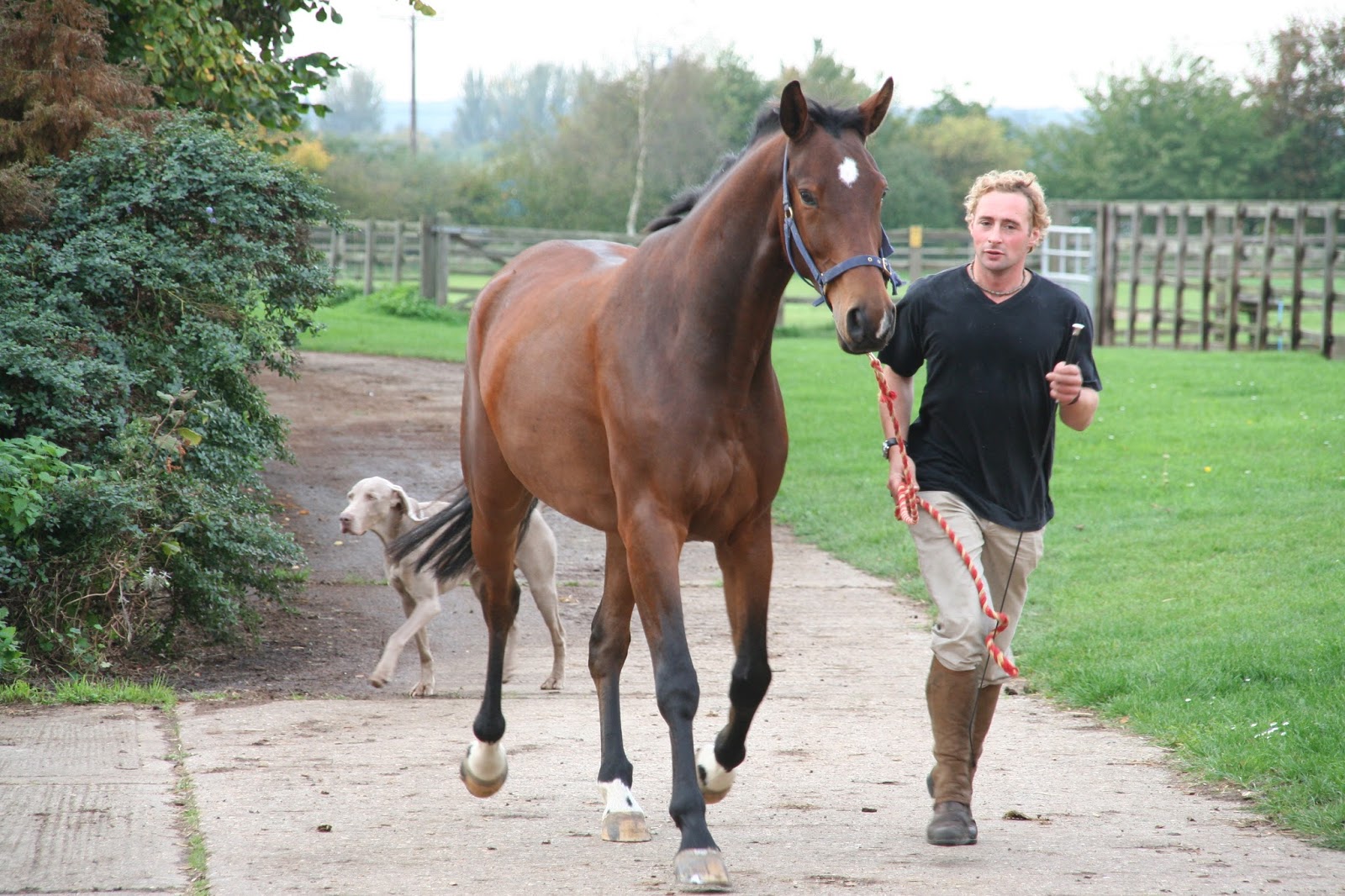 DiscoverThat Journal Horses vetted