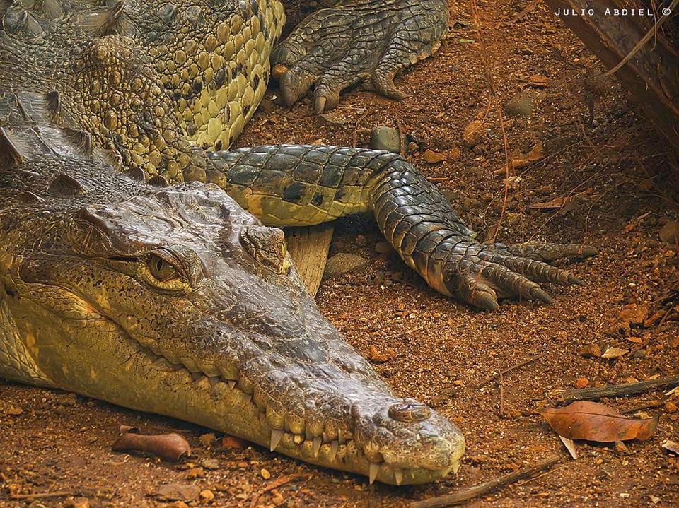 Featured Order: Crocodilians of Panama