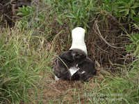 Laysan albatross back view, Kaena Point, Oahu - © Denise Motard
