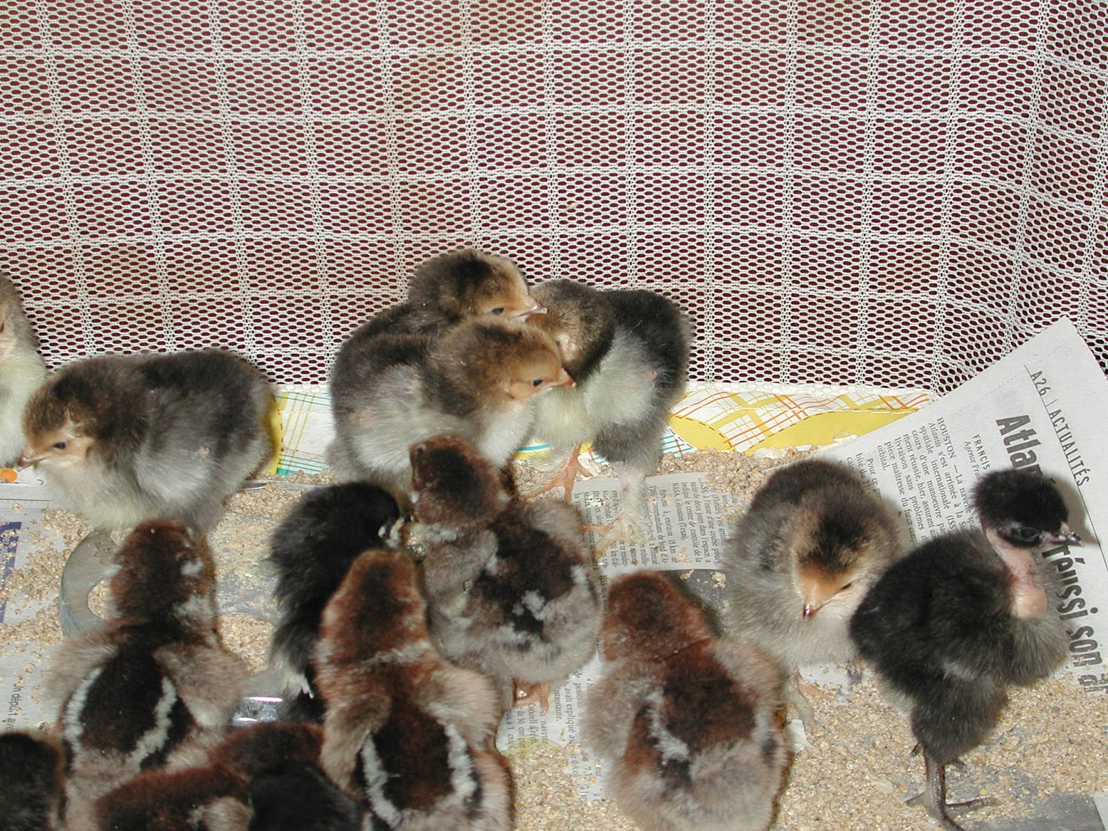 Ferme du Sault Murray McMurray Hatchery
