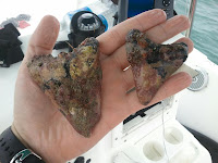 Dive Venice Florida: How to clean sharks teeth