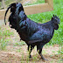Black chicken being sold - Meat and bone both are block