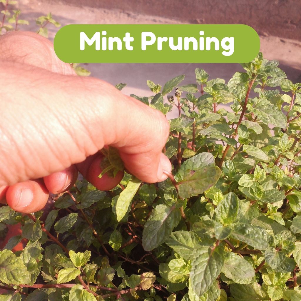 Veggies Home Kitchen Garden Mint Growth, Propagation, Pruning and Harvest