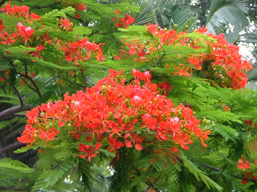 68 Hình ảnh hoa phượng đỏ cây phượng vĩ đẹp báo hiệu mùa hè sang