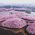 22 Magical Photos Of Cherry Blossoms That Have Just Bloomed In China