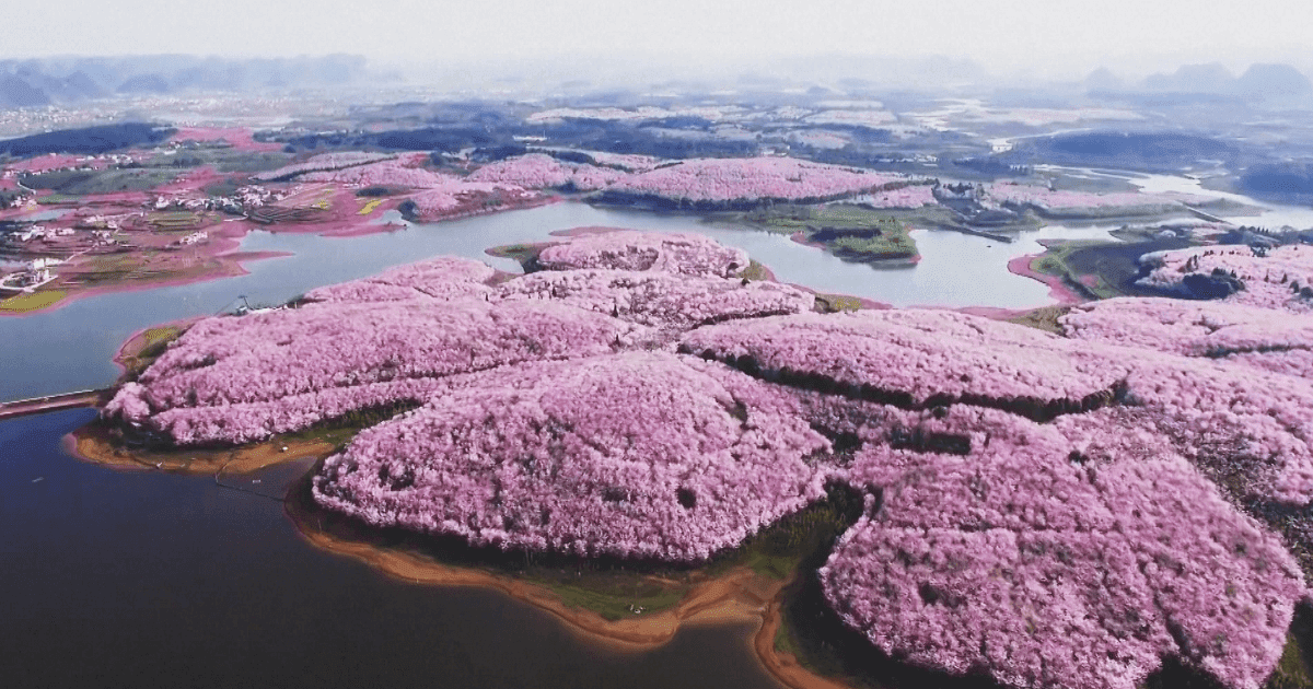 22 Magical Photos Of Cherry Blossoms That Have Just Bloomed In China