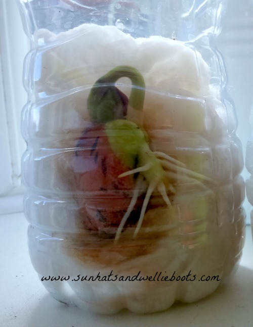 Sun Hats & Wellie Boots How to grow beans in bottles!