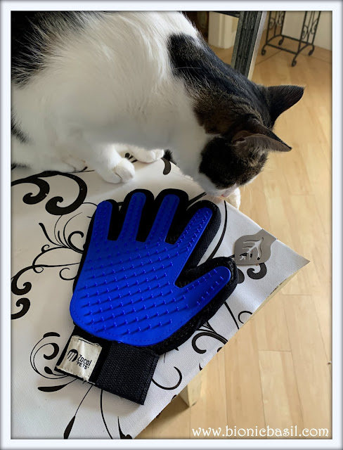 WHAT'S IN THE BOX Cute Cat Collars and Grooming Glove from Zacal @BionicBasil®