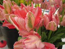 The last of Dutchmill's Friday tulips!