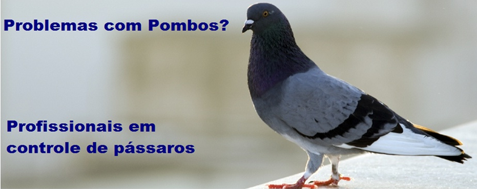 Guapituba - Ribeirao Pires Sp Aluguel de Maquina Desentupidora de esgoto