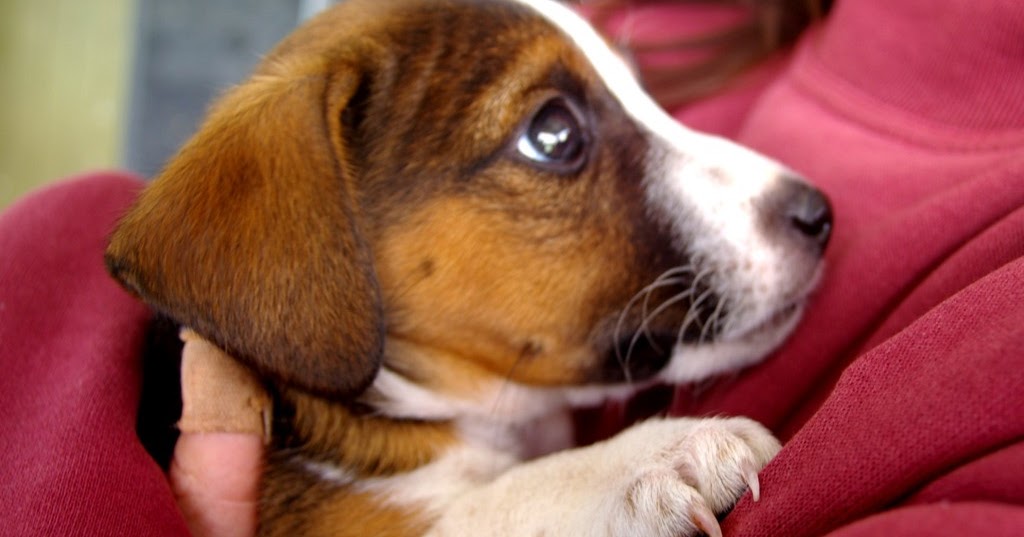 Puppy Class Visit the Dog Behaviourist in Melbourne on Regular Basis