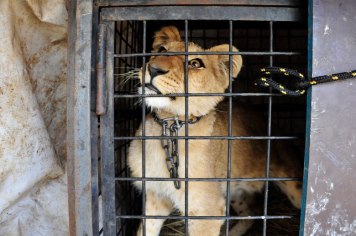 Zoo - Cativeiro de animais