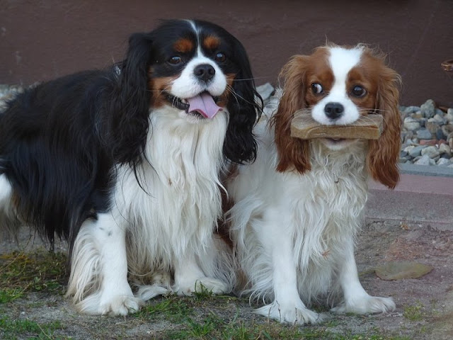 Warum einen Cavalier King Charles Spaniel? - ABOUT DOGS AND CHIRU