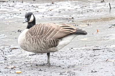 In this picture a Canadian goose is standing on one leg and the other one is tucked under his breast. This is  what Canadian geese do to keep their feet warm in cold temperatures. The photo-op was taken on a winter day in Central Park and the goose is standing in a puddle. He appears to be looking straight into the camera. Canadian geese are featured in volume two of my book series, "Words In Our Beak." Info re these books is within another post on this blog @ https://www.thelastleafgardener.com/2018/10/one-sheet-book-series-info.html