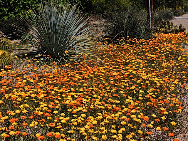 Phoenix Daily Photo: Flower Filled Yard