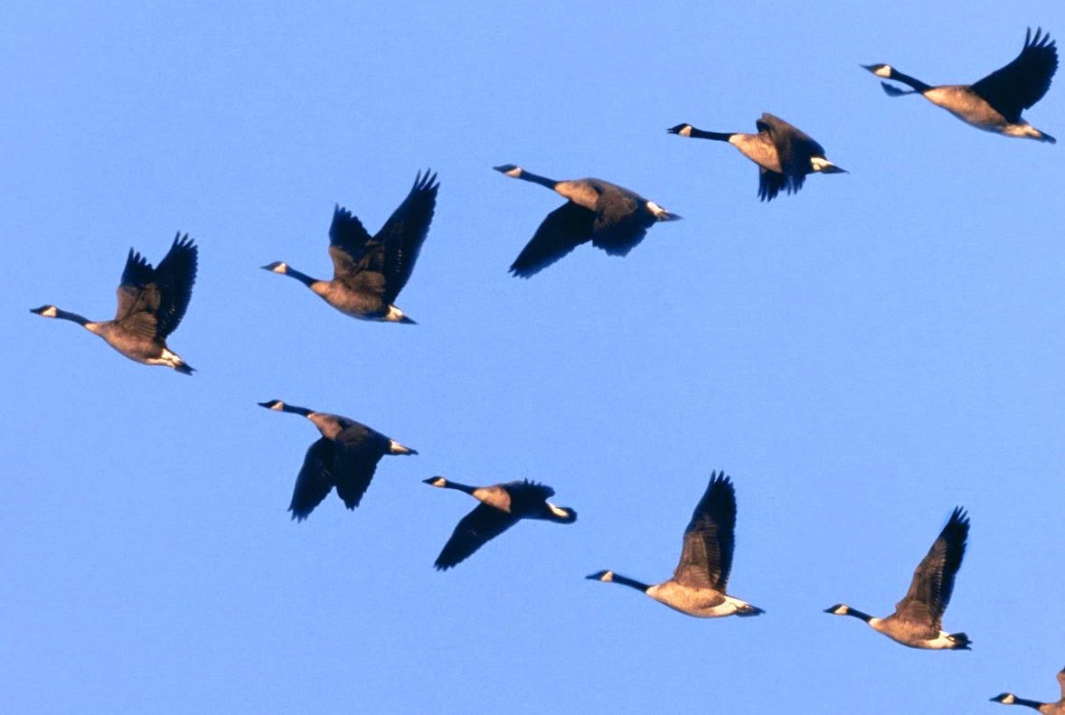 To Live Is To Fly The Lonely Goose