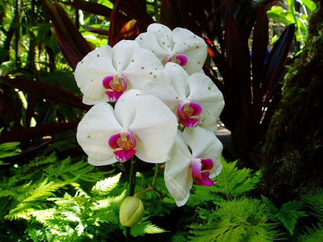 forumagel.com ORKİDE (Phalaenopsis) BAKIMI forumagel.com ORKİDE (Phalaenopsis) BAKIMI