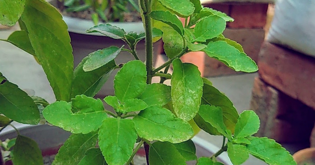 Tips to Grow and Care Tulsi Plant in Summers