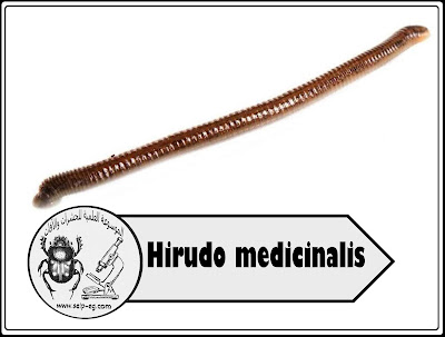  العلق الطبي Hirudo medicinalis الوصف المورفولوجي ودورة الحياة والإستخدامات الطبية