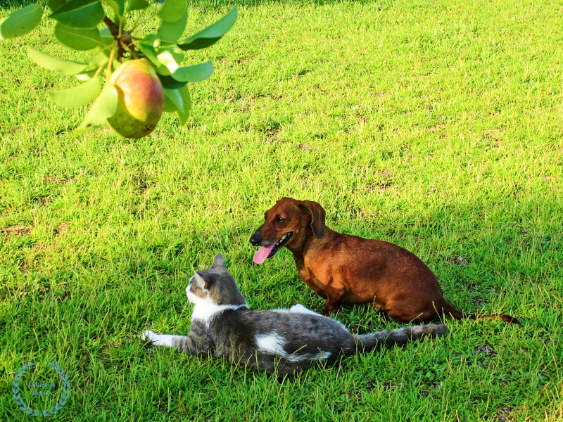 Hibiscus House Kieffer Pear Tree A Cat And A Dog