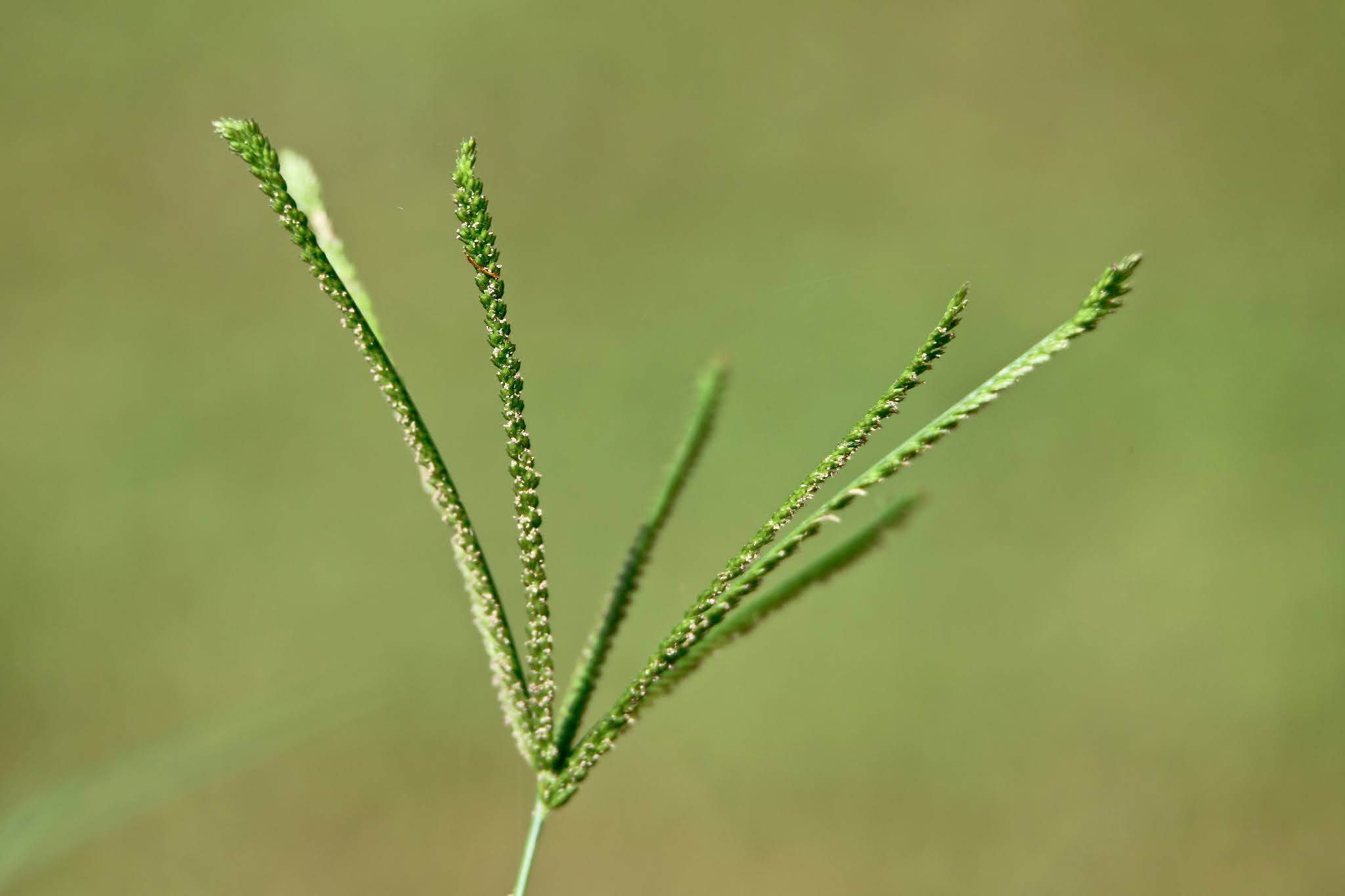 Most common Weeds and Wild flowers, and grasses with name in Karnataka,. India, high resolution free
