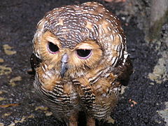 Foto Spotted Wood Owl