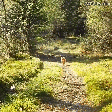 Funny Cat GIF • Proud ginger cat with fluffy tail taking a little walk in the woods, like a fox! Funny Cat GIF • Proud ginger cat with fluffy tail taking a little walk in the woods, like a fox!