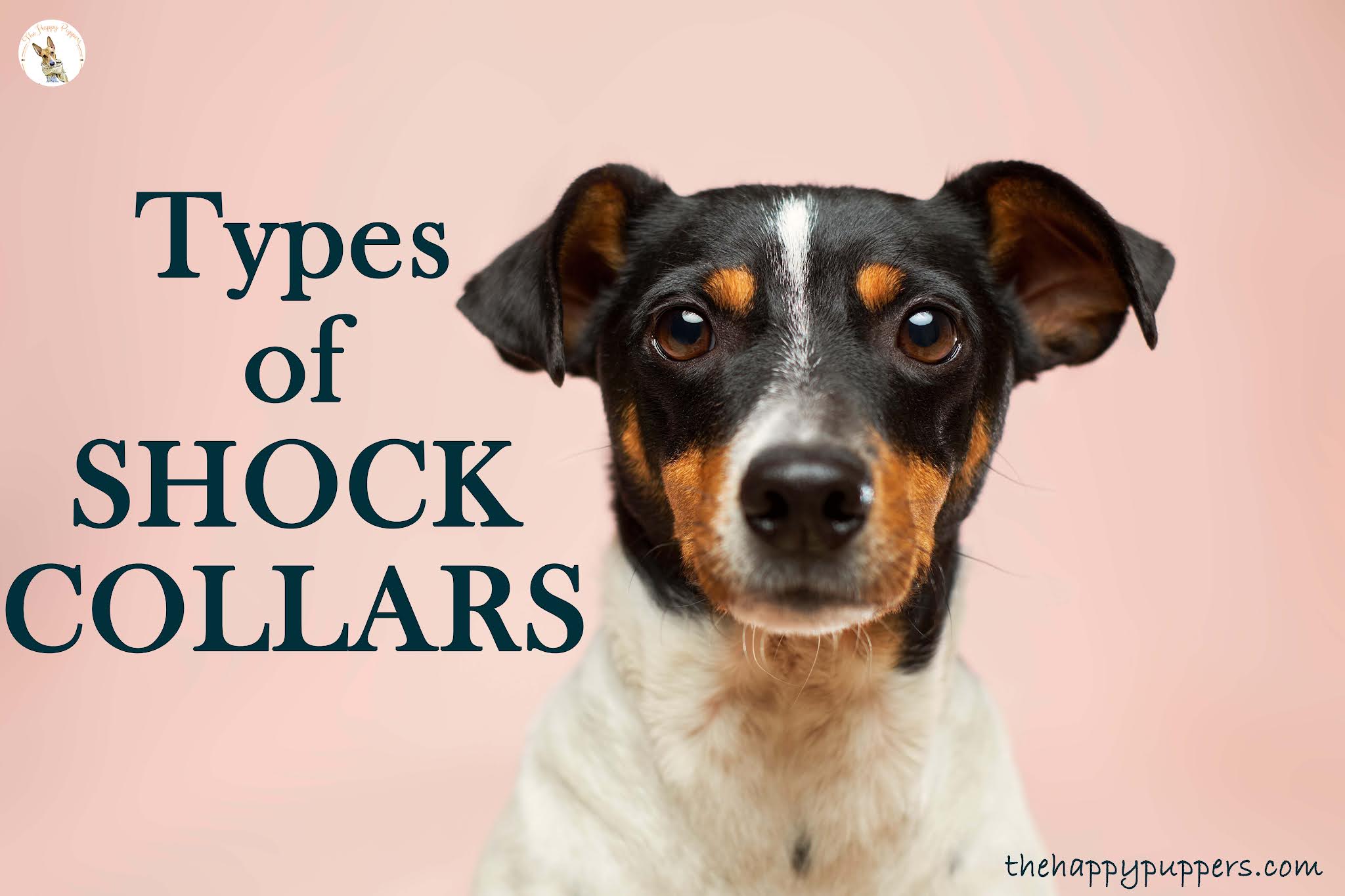 Types of shock collars Types of shock collars