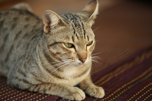 Not all cats have an active response to catnip, but study suggests other cats adopt the Sphinx position, like this tabby cat