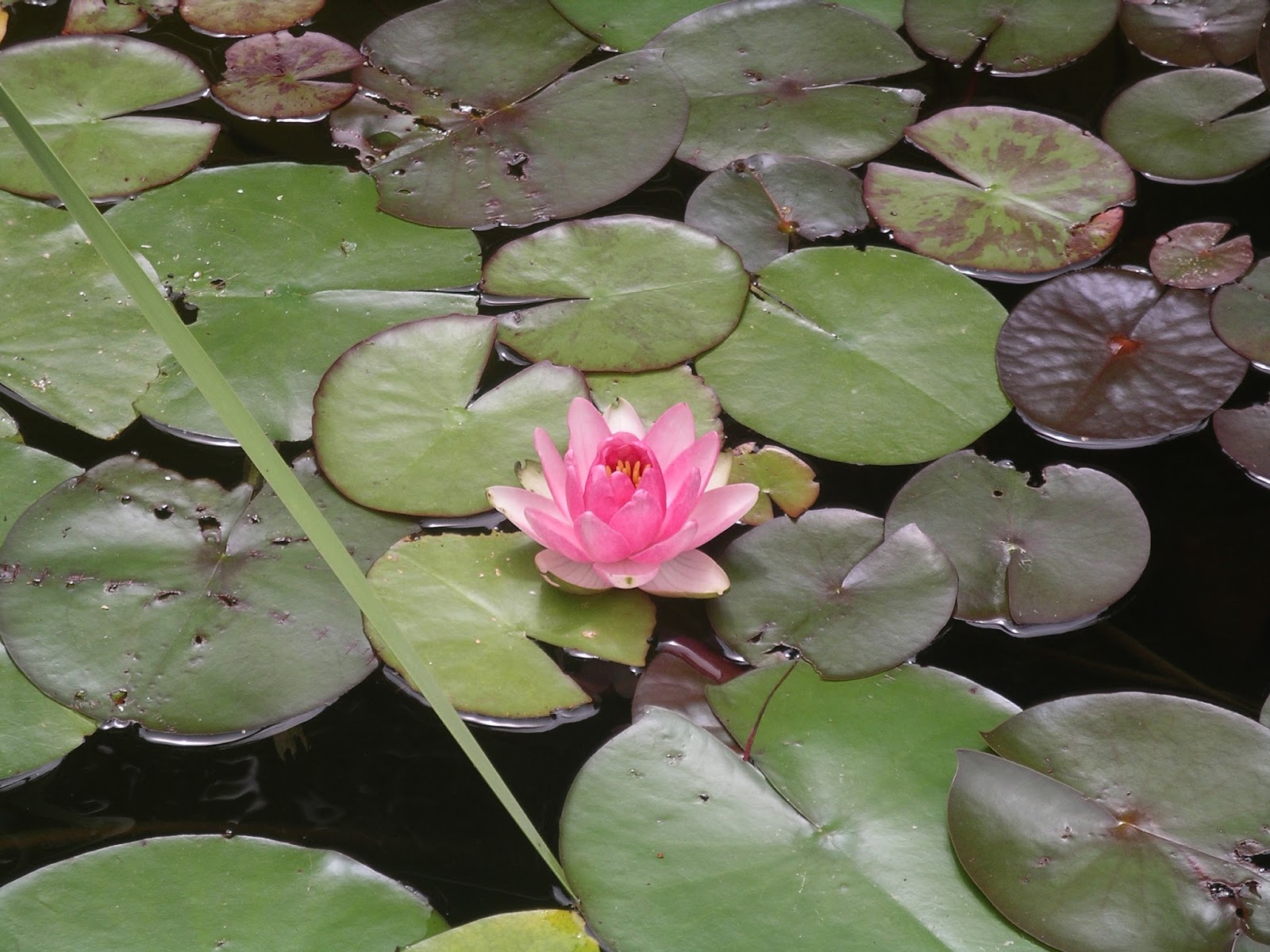 A California Native Plant Garden in San Diego County More Late Summer