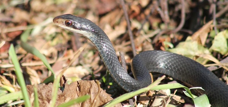 Southern Black Racer/Coluber constrictor priapus Southern Black Racer/Coluber constrictor priapus