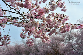 Hohenaspe Eine Gemeinde Stellt Sich Vor April 2019