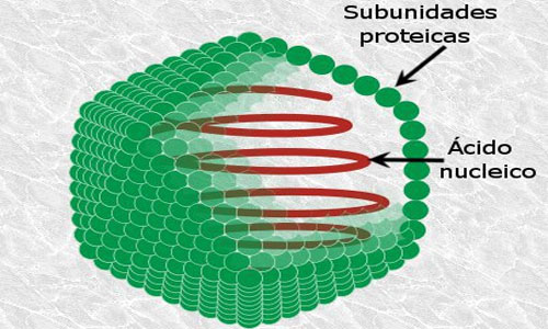 Struktur Tubuh Virus Biologi Kelas 10 Ittekcno
