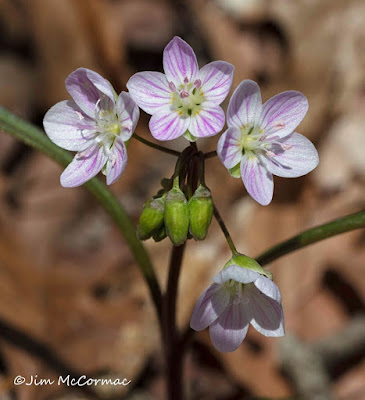 Ohio Birds and Biodiversity: Nature: Wildflowers rouse from their winter  slumber