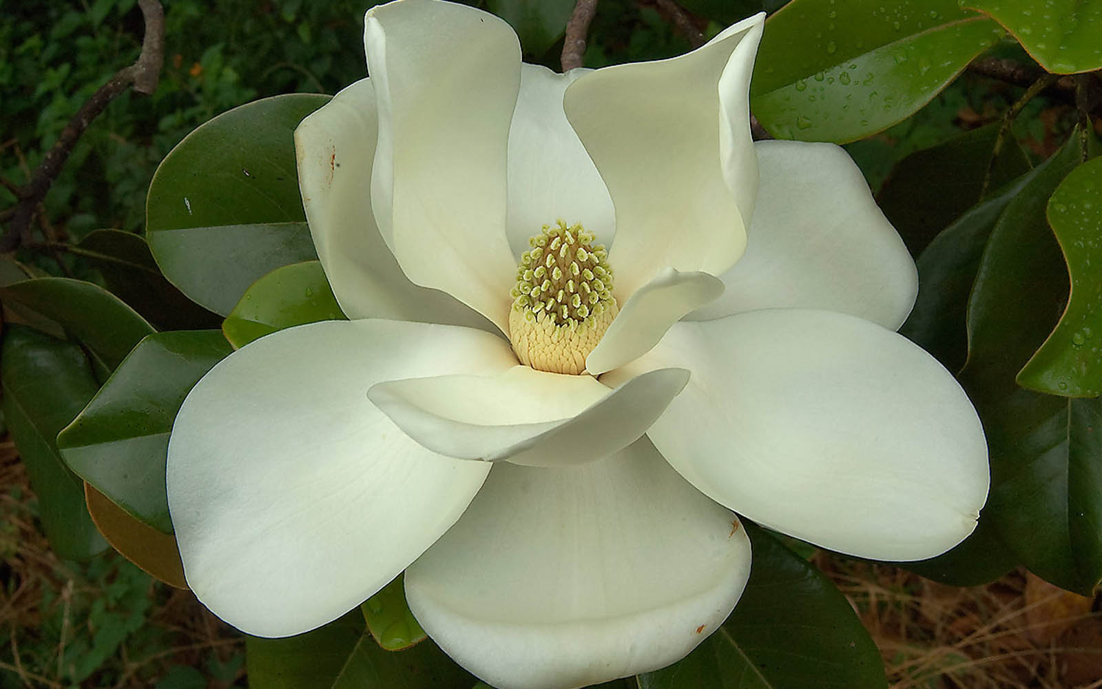 Wallpapers Southern Magnolia Flower Wallpapers HD Wallpapers Download Free Map Images Wallpaper [wallpaper376.blogspot.com]