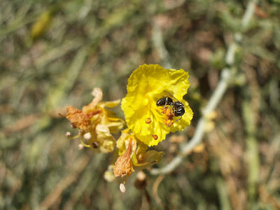 Nevada Mining Bee: photo by Cliff Hutson
