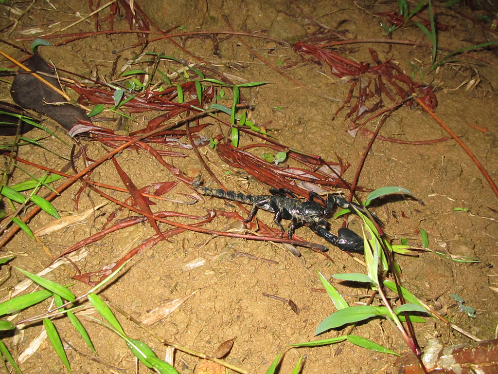 Java Scorpion Marek Bialoglowy's Blog: Trail running in Indonesia - The Scorpion Trail