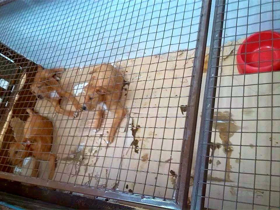denuncia el 'maltrato' a los animales expuestos en una tienda de