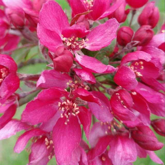 Hawthorne tree blooms abound 