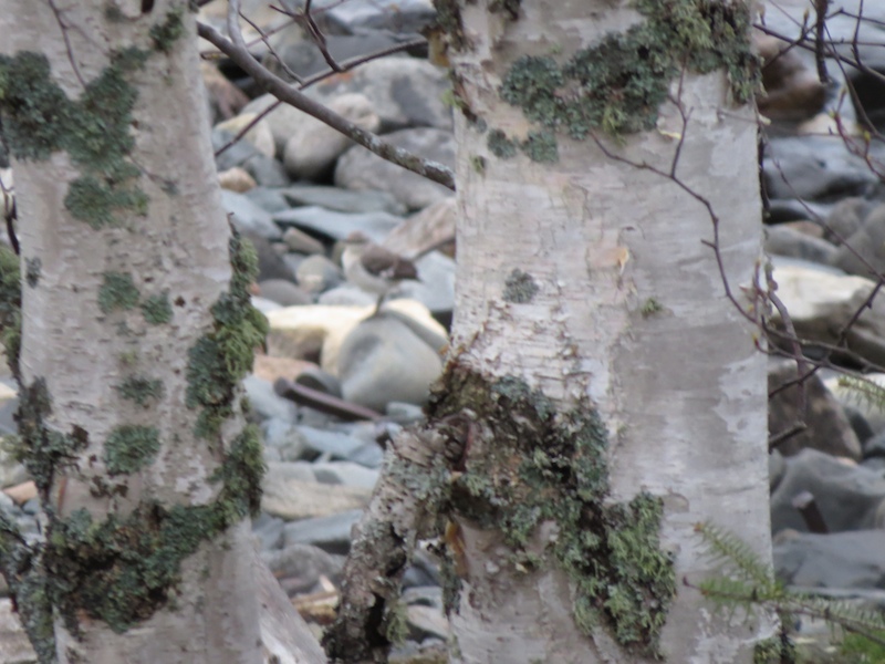 Birding with Buckley Thunder Bay to Rainy River May 22