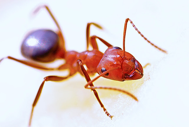 How to get rid of carpenter ants naturally easy way to treat them Red carpenter ant