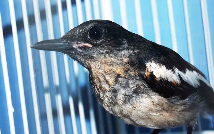 11++ Ciri ciri burung kacer jantan anakan terupdate