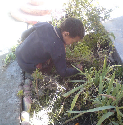 A kid doing some Gardening work in the Himalyas