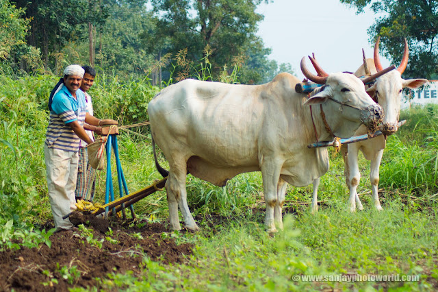 farming India