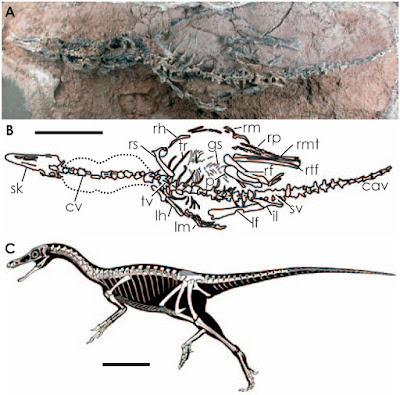 jurassic Dinosauria like bird