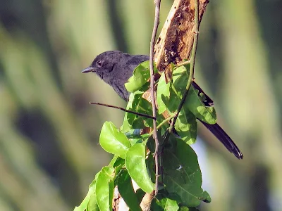 Ugandan Birds: Slate-Colored Boubou